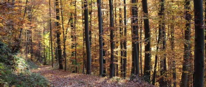 Waldzeitung Waldverein Ausgabe 05 Winter 2018/19